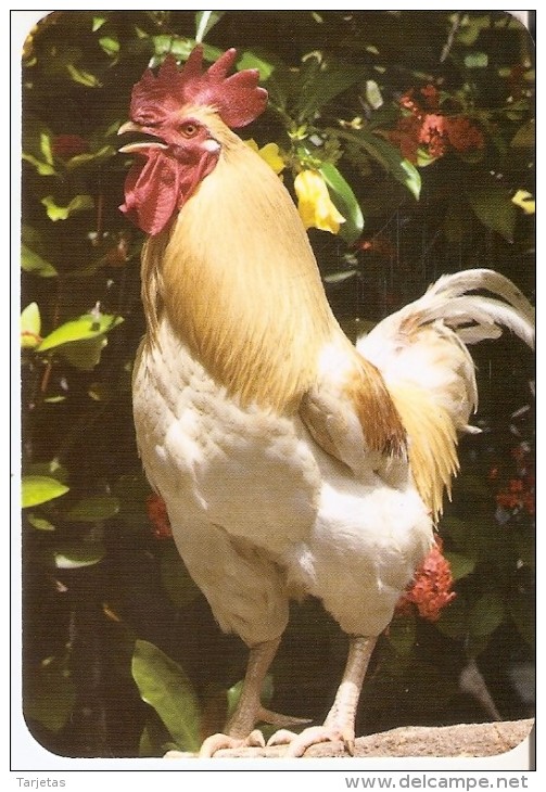 CALENDARIO DEL AÑO 2015 DE UN GALLO  (COQ)  (CALENDRIER-CALENDAR) - Tamaño Pequeño : 1991-00