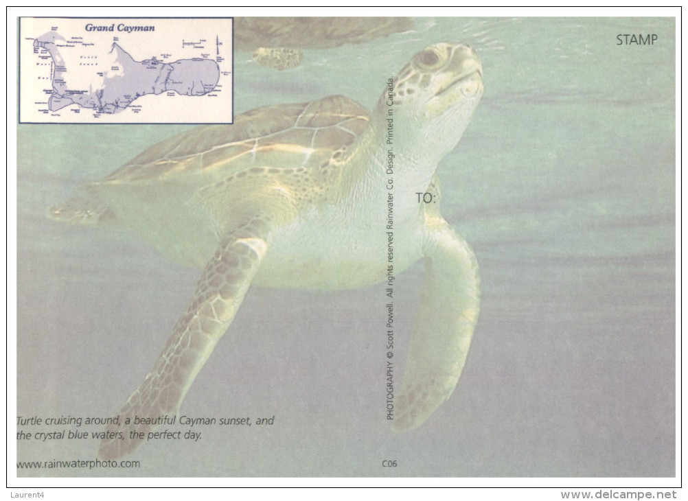 (666) Cayman Island Tortoise  - Tortue - Schildkröten