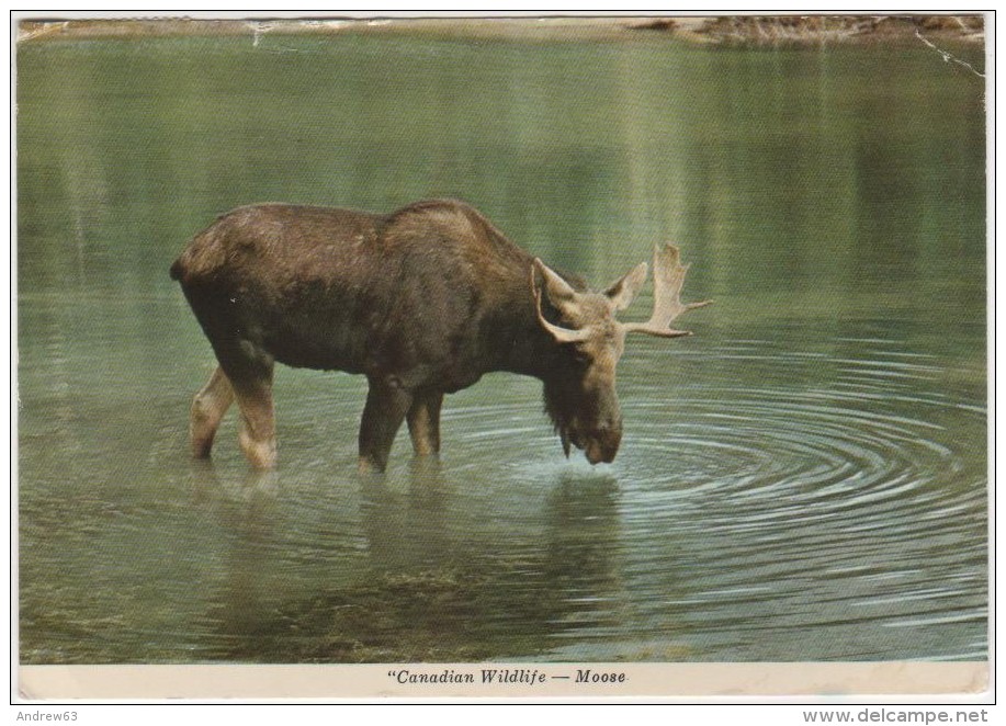 CARTOLINA - Canadian Wildlife - Moose - Canada - Viaggiata Per Vincennes - Autres & Non Classés