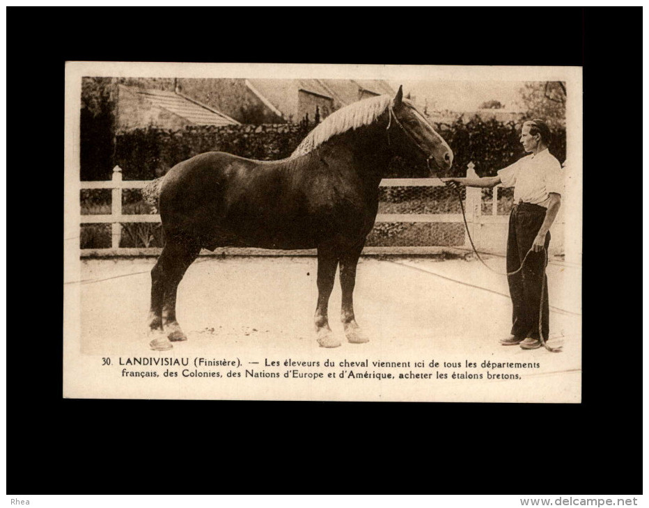 29 - LANDIVISIAU - Etalons Bretons - Cheval - Landivisiau