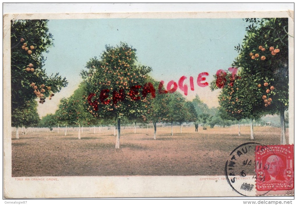 ETATS UNIS - AMERIQUE  FLORIDE - SAINT AUGUSTINE - AN ORANGE GROVE   1907 - St Augustine