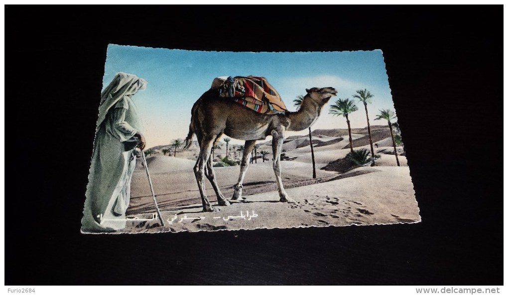 C-8223 CARTOLINA TRIPOLI - ORIENTAZIONE NEL DESERTO - BEDUINO CAMMELLO - ILLUSTRAZIONE - Tortues