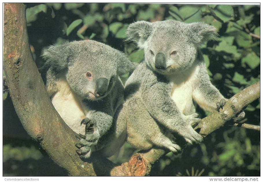 Lote PEP507, Australia, Postal, Postcard, Koala, Fauna, Postal Stationery - Otros & Sin Clasificación