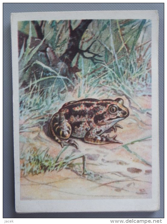 Polish Grenouille / Frog  /  Polish Postcard - Tortues