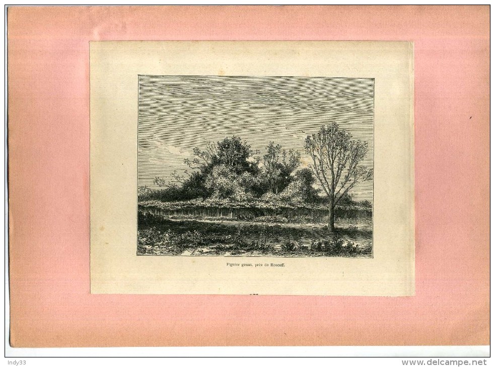 - FRANCE . FIGUIER GEANT PRES DE ROSCOFF . GRAVURE SUR BOIS  DU XIXe S . DECOUPEE ET COLLEE SUR PAPIER . - Other & Unclassified