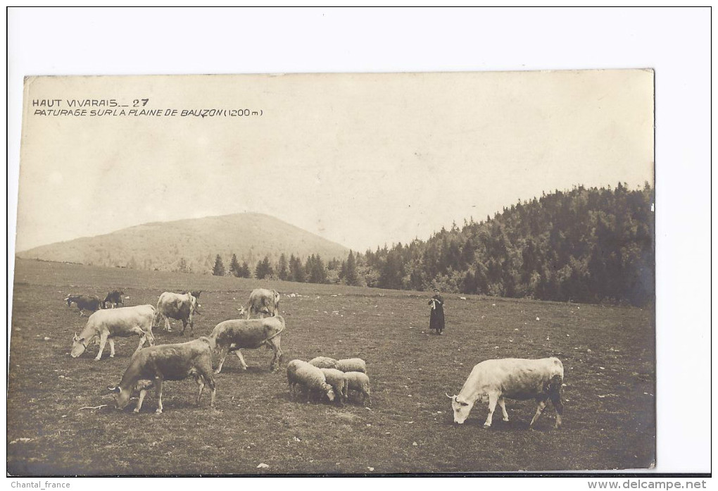 1 Cpa Genre Photo Haut Vivarais. Paturage Sur La Plaine De Bauzon - Autres & Non Classés