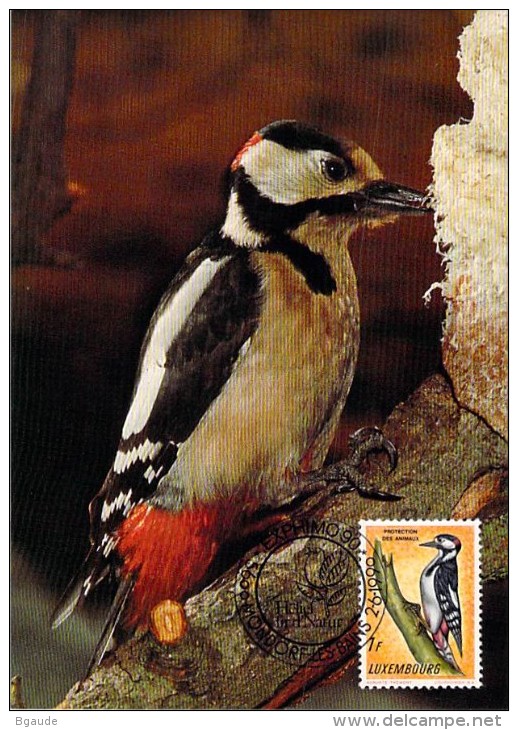 LUXEMBOURG  CARTE PHILATELIQUE   NUM-YVERT  595 FAUNE OISEAUX  PIC EPEICHE  PROTECTION DE LA NATURE - Maximum Cards