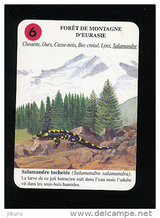 Salamandre Tachetée / Batracien Salamandra Faune Animal / IM 126/26 - Autres & Non Classés