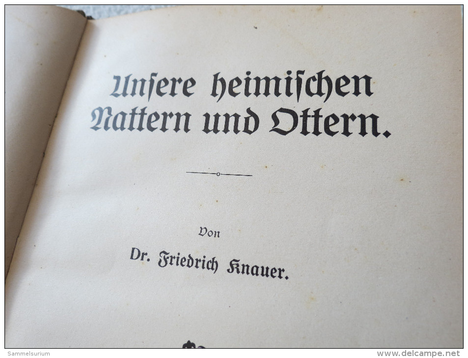 Dr. Friedrich Knauer "Unsere Heimischen Nattern Und Ottern" Aus D. Naturwissenschaftlichen Jugend-/Volks-Bibliothek 1908 - Animaux