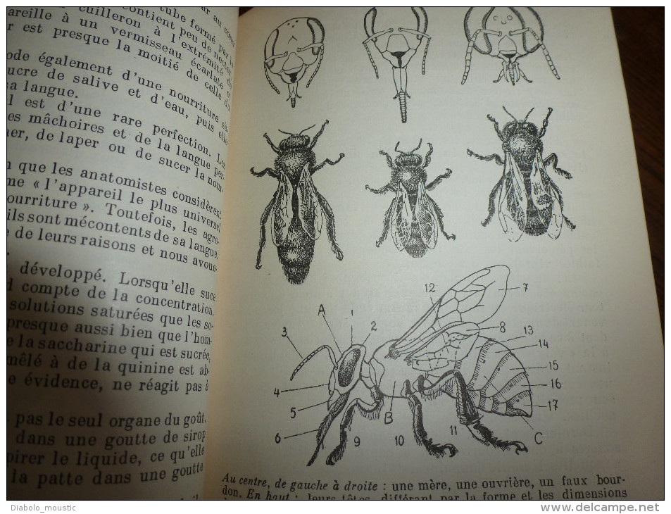 1955  LES ABEILLES par J. Khalifman : Les conquêtes de l´apidologie .          La biologie de la ruchée