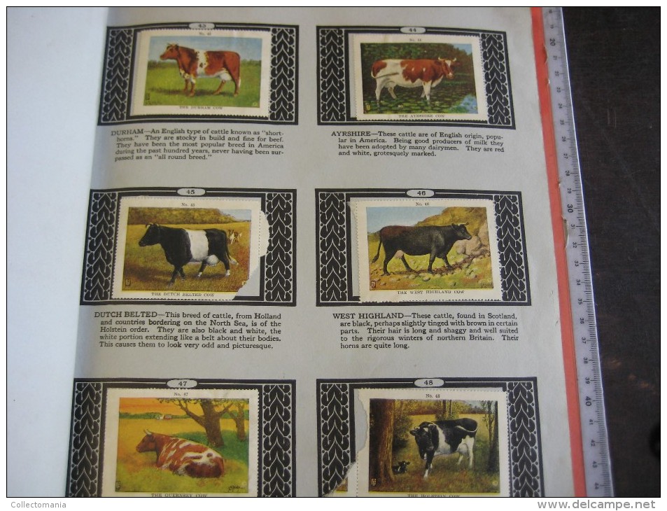 336 different in 1 album printed 1915 MARKSTEIN dogs , aviation, dinos, cows races, chickensTHE PICTURE BOOK OF WISDOM