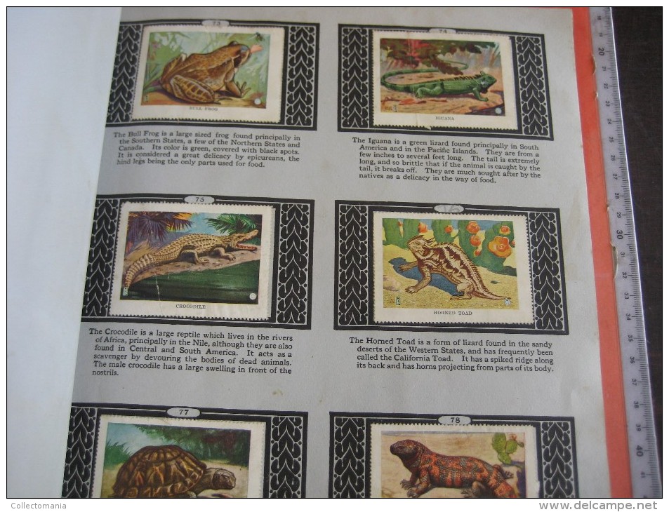 336 different in 1 album printed 1915 MARKSTEIN dogs , aviation, dinos, cows races, chickensTHE PICTURE BOOK OF WISDOM