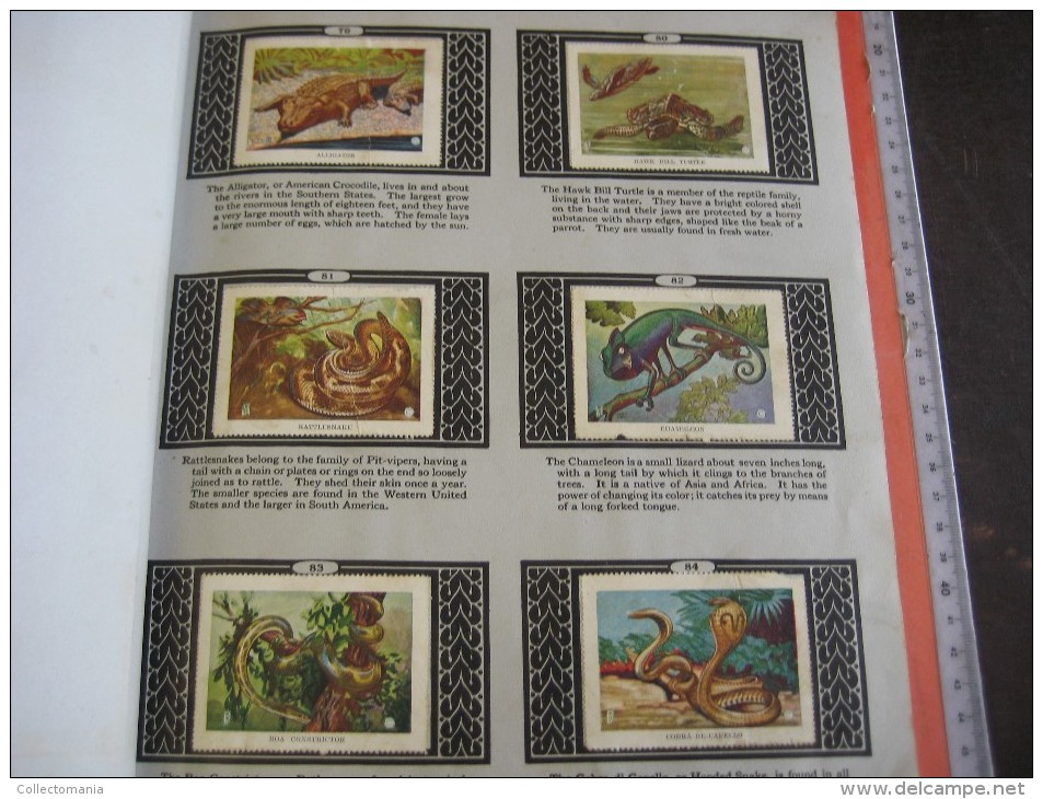 336 different in 1 album printed 1915 MARKSTEIN dogs , aviation, dinos, cows races, chickensTHE PICTURE BOOK OF WISDOM