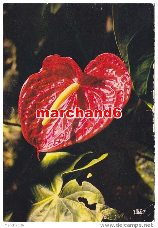 Antilles Radieuses Anthurium Fleur - Autres & Non Classés