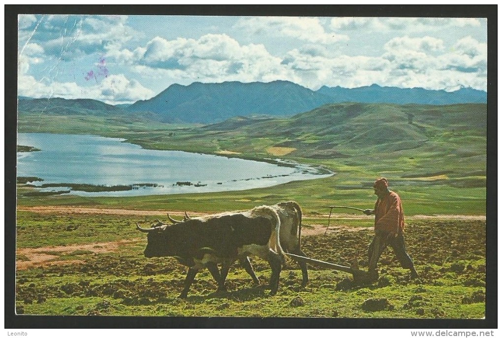 PERU Cuzco Plowing The Soil With Oxen 1981 - Pérou