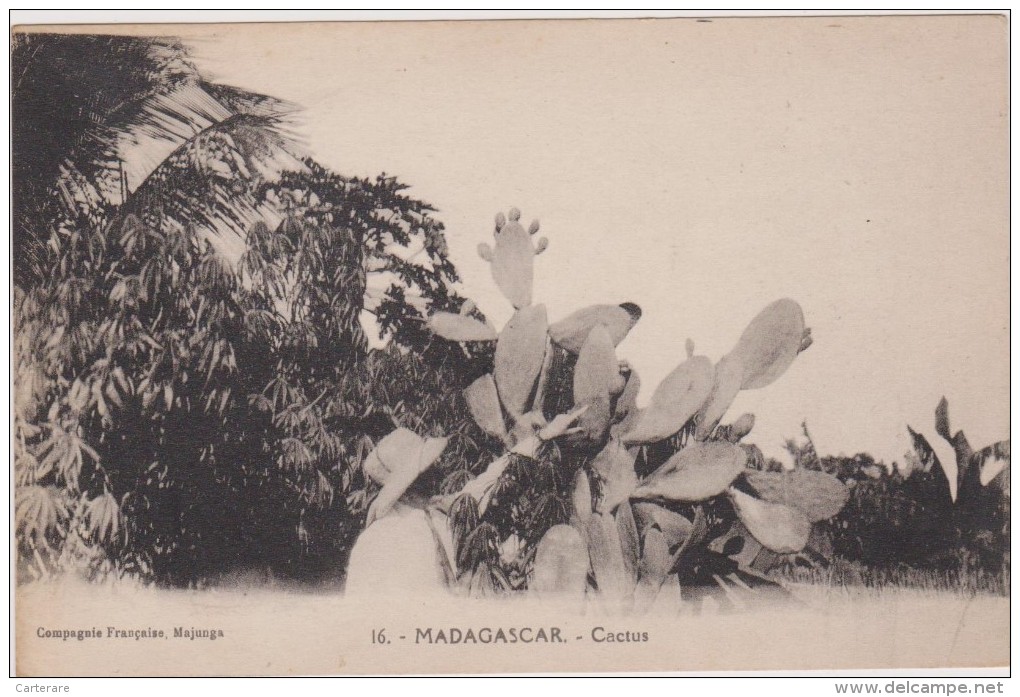 MADAGASCAR,prés Canal Du Mozambique,afrique,1900,C ACTUS GEANT,PHOTO ABEILLE PARIS - Madagaskar