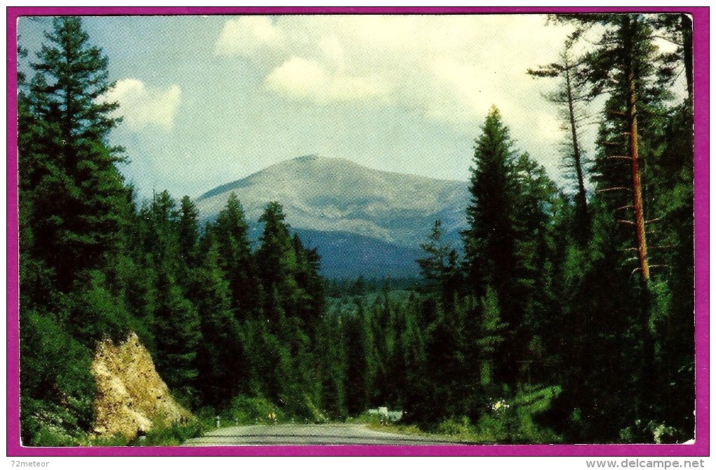 Mountain Roadway Through The Pines Tree Road Woods 1950s Nice Scenic Postcard - American Roadside