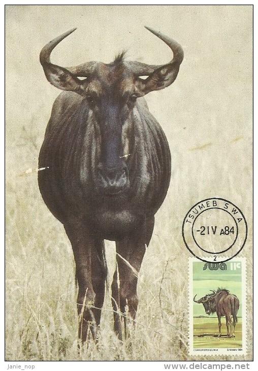 South West Africa 1984 1c Blue Wildebeest Maximum Card - Other & Unclassified