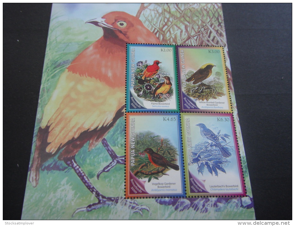 Papua New Guinea -Birds - Specht- & Bartvögel