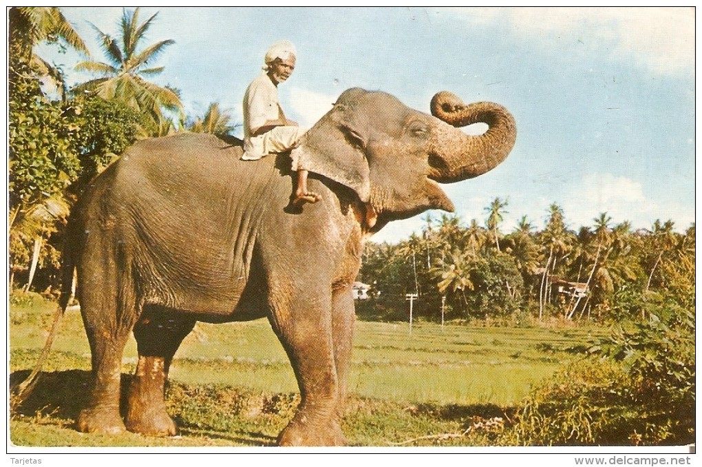 POSTAL DE CEILAN CON UN ELEFANTE EN UNA PLANTACION  (ELEFANTE-ELEPHANT) - Elefantes