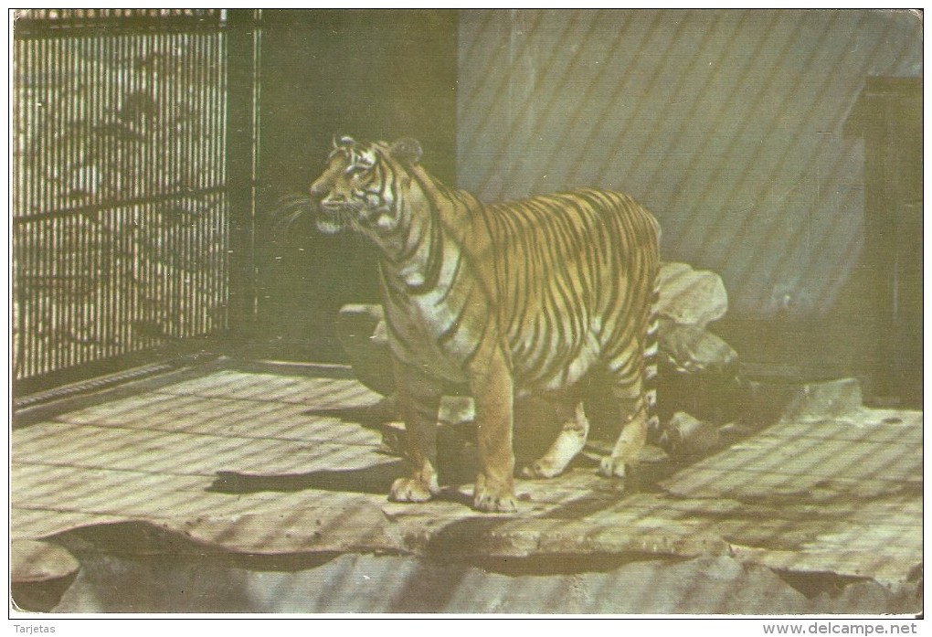 POSTAL DE CUBA CON UN TIGRE EN EL ZOOLOGICO NACIONAL DE CUBA  (TIGER) - Tigres