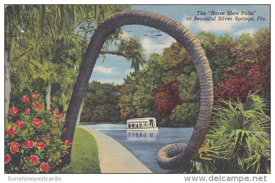 Florida Silver Springs The Horse Shoe Palm 1943 Curteich - Silver Springs