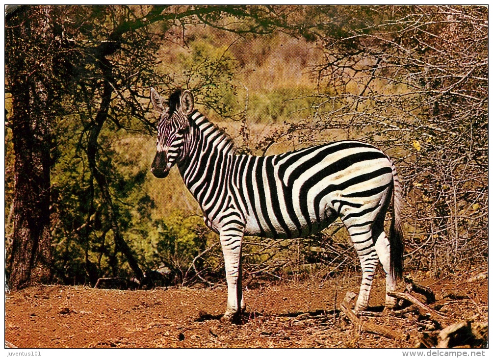 CPSM Zèbre   L1675 - Zebra's