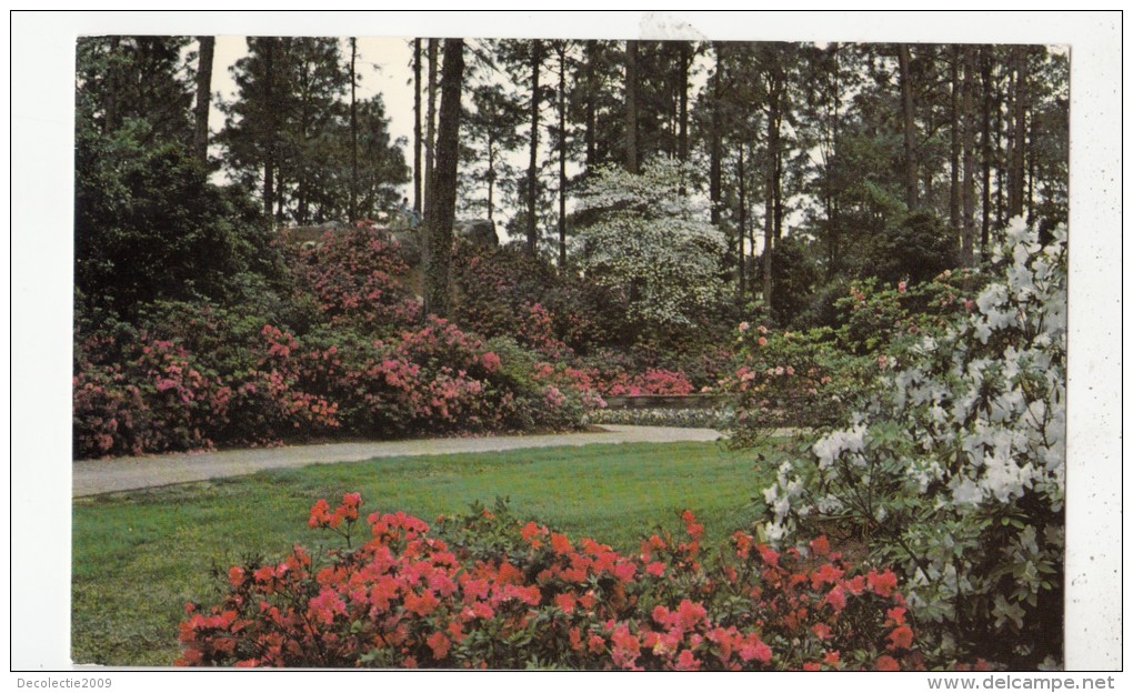 BF17815 Springtime In Louisiana USA Front/back Image - Altri & Non Classificati