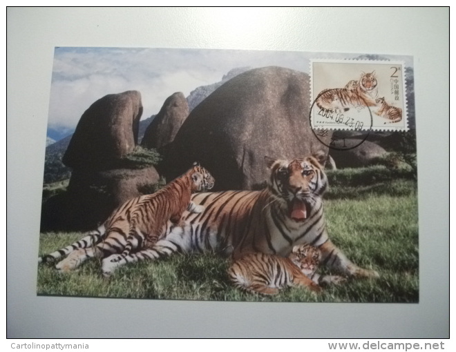 STORIA POSTALE FRANCOBOLLO  COMMEMORATIVO Cina China    Maximum Tigre  Tiger Con Cuccioli - Tigres