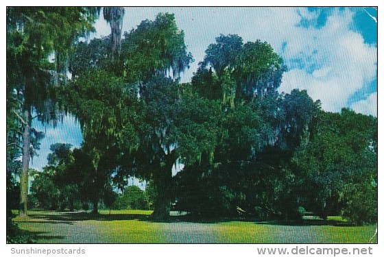 Gabriel Oak Longfellow Evangeline State Park Saint Martinville Louisiana 1961 - Andere & Zonder Classificatie