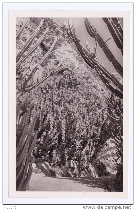MONACO - JARDIN EXOTIQUE - N° 47 - EUPHORBIA GRANDICORNIS - EUPHORBES ET CEREUS DIVERS - Exotic Garden