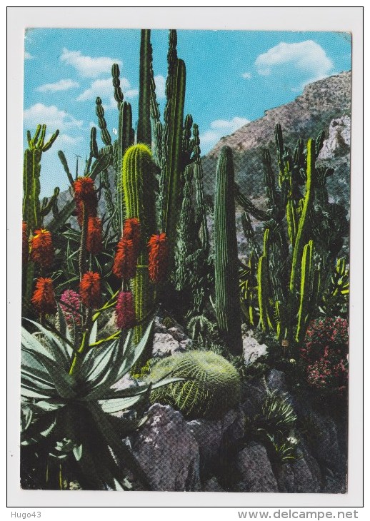 MONACO - LE JARDIN EXOTIQUE - CPSM Ed. SEPT - CANDELABRE - AGAVE DE BELLE MERE - Exotic Garden