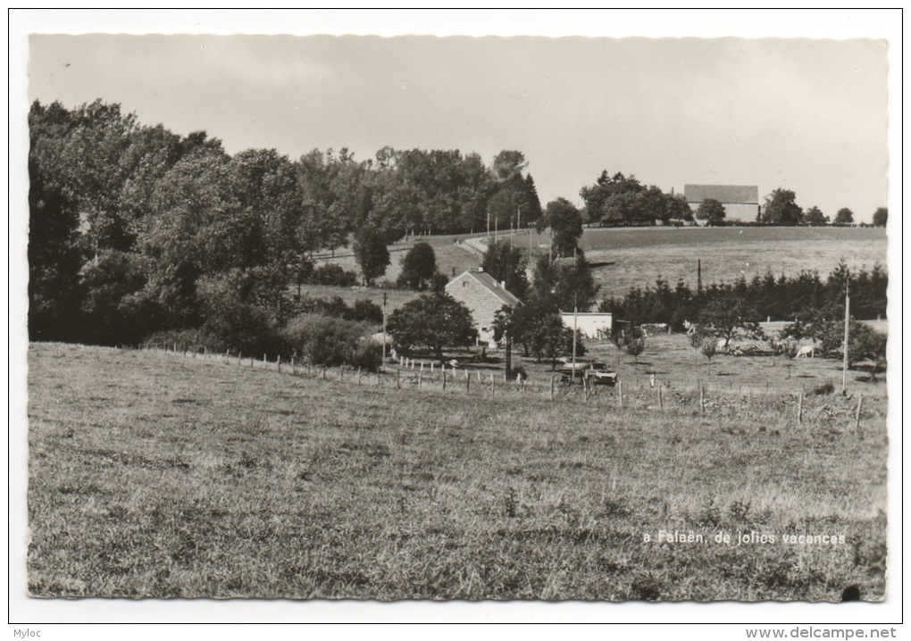 Carte Photo. Falaën. Jolies Vacances. - Onhaye