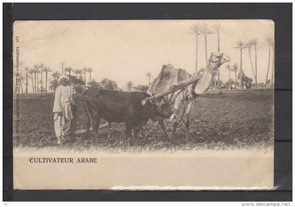 Egypte - Cultivateur Arabe - Personnes