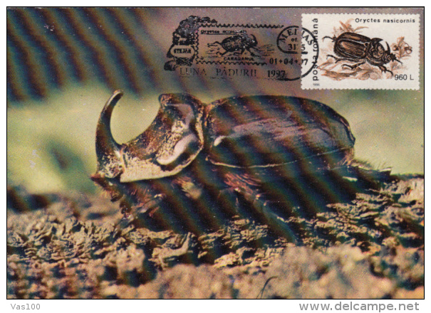 RHINOCEROS BEETLE, CM, MAXICARD, CARTES MAXIMUM, 1997, ROMANIA - Andere & Zonder Classificatie