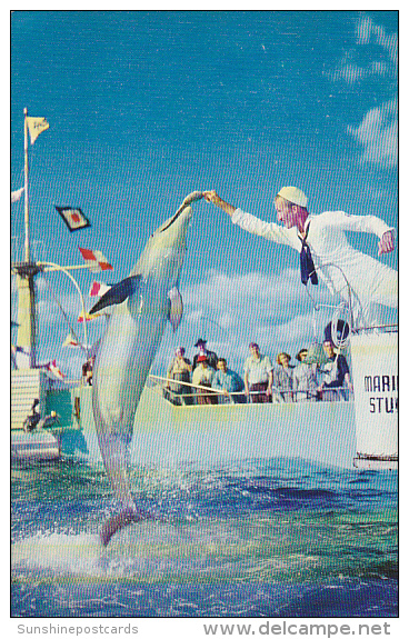 Florida Marineland Feeding Time - St Augustine