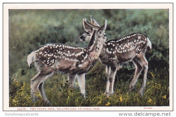 Two Young Deer Yellowstone National Park Wyoming - Yellowstone