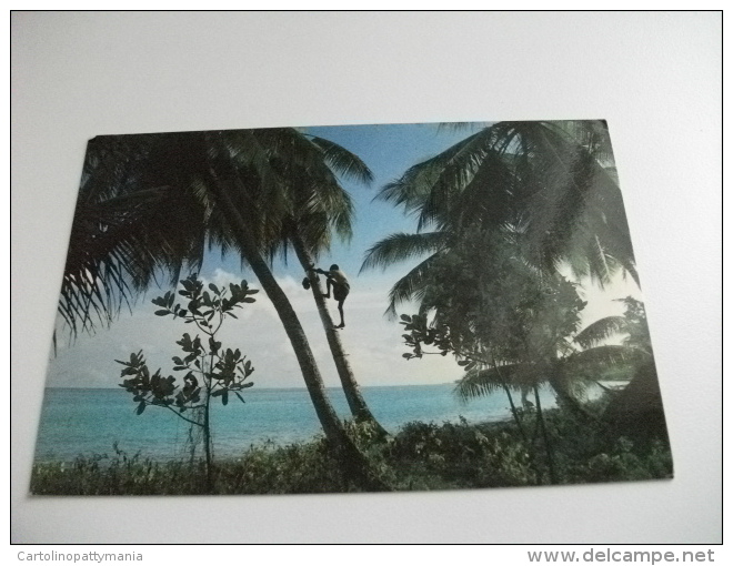STORIA POSTALE FRANCOBOLLO COMMEMORATIVO Maldives A Toddy Tapper Climbs Up The Tree For Collection At Dawn - Maldiven