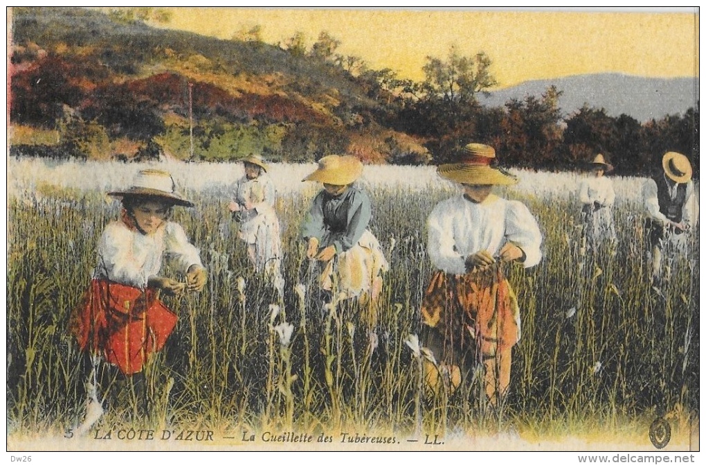 La Côte D'azur - Cueillette Des Tubéreuses - Carte LL Colorisée - Provence-Alpes-Côte D'Azur