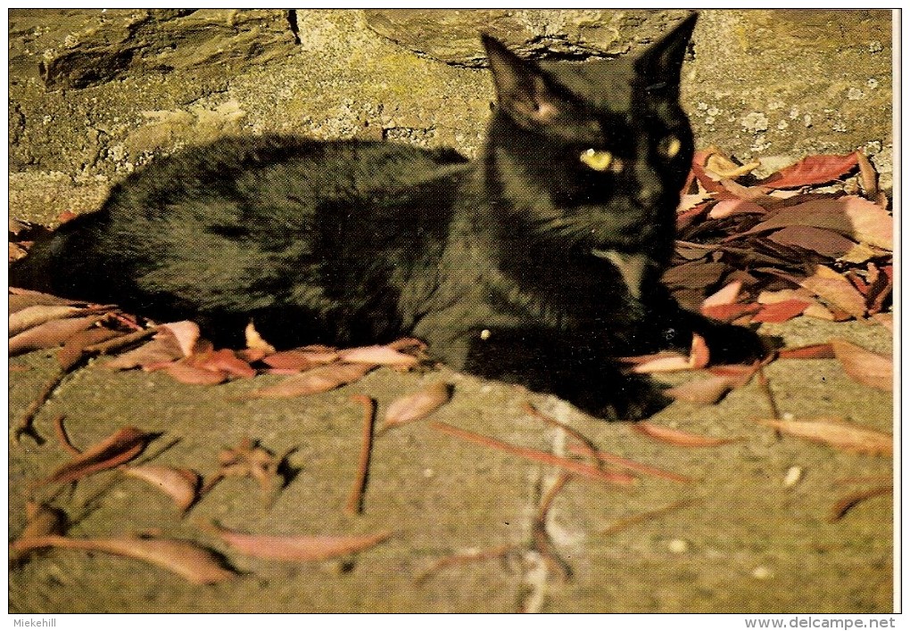 AMOUR DE CHAT-poème De Georges Chopiney-édition Abbaye Saint Maurice -Clervaux - Chats