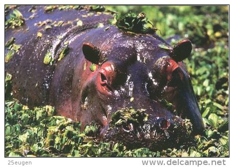 HIPPOPOTAMUS   Postcard Unused   ( Z 37 ) - Flusspferde