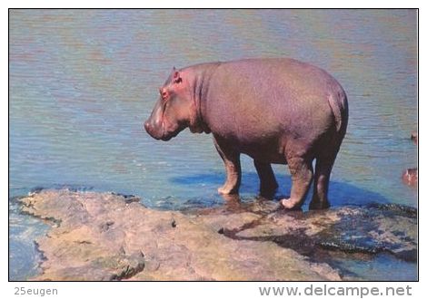 HIPPOPOTAMUS   Postcard Unused   ( Z 38 ) - Hippopotames