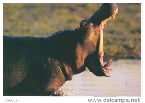 HIPPOPOTAMUS   Postcard Unused   ( Z 42 ) - Hippopotames