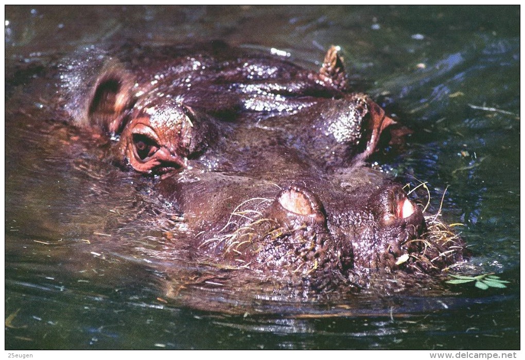 HIPPOPOTAMUS   Postcard Unused   ( Z 44 ) - Hippopotames