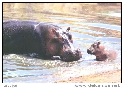HIPPOPOTAMUS   Postcard Unused   ( Z 46 ) - Hippopotames
