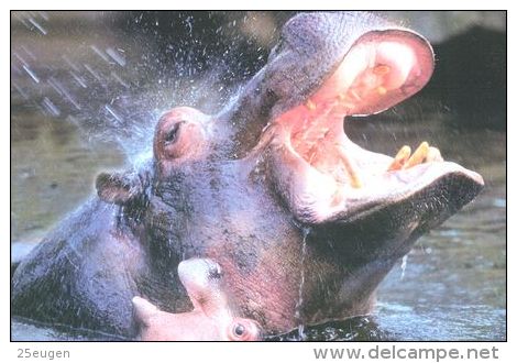 HIPPOPOTAMUS   Postcard Unused   ( Z 47 ) - Hippopotamuses