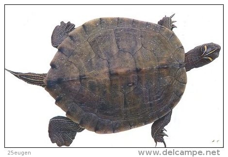 TURTLE   Postcard Unused   ( Z 68 ) - Tortues