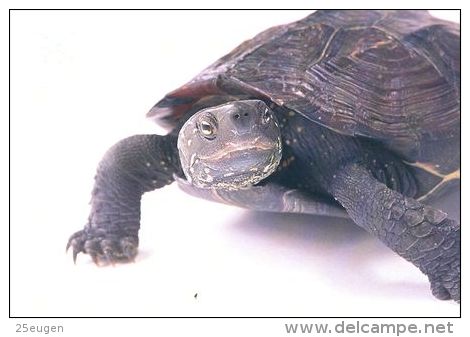 TURTLE   Postcard Unused   ( Z 69 ) - Tortues