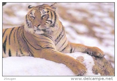 TIGER   Postcard Unused   ( Z 95 ) - Tiger