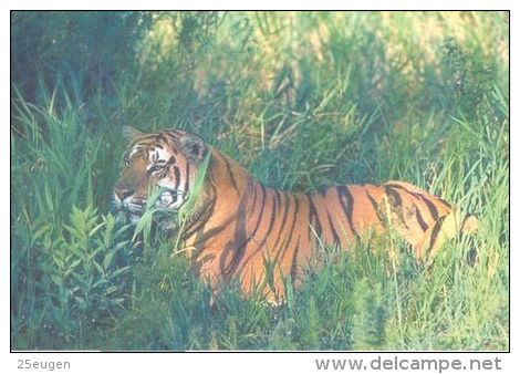 TIGER   Postcard Unused   ( Z 96 ) - Tiger